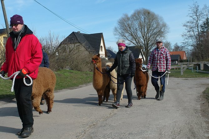 Alpaca hike in the Barnimer Feldmark - Key highlights before you go