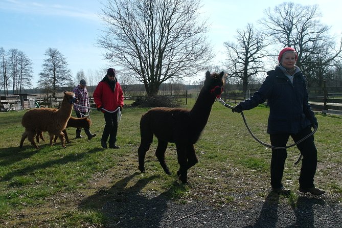 Alpaca hike in the Barnimer Feldmark - Barnimer Feldmark alpaca hike: the real point is the pace