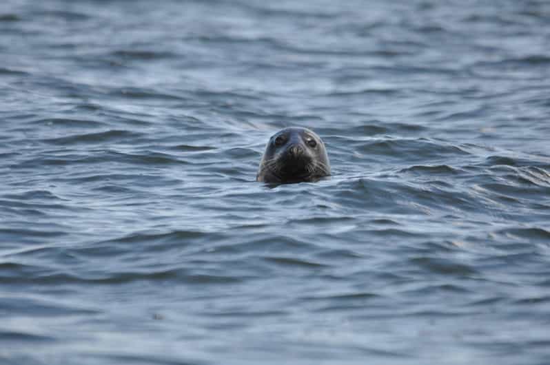 Baabe on Rügen: Seal-Spotting Cruise in the Baltic - Key highlights to know before you go