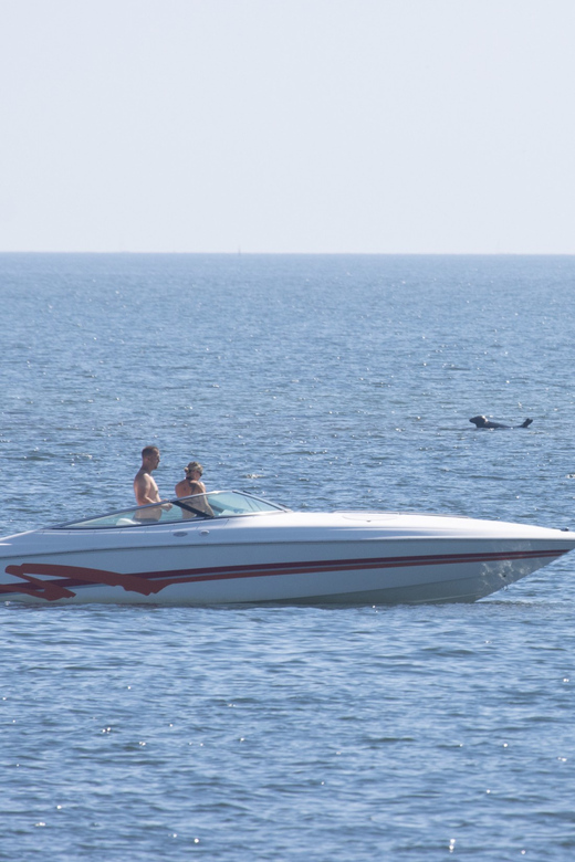 Baabe on Rügen: Seal-Spotting Cruise in the Baltic - Why Baabe seal-spotting feels like fieldwork, not a show