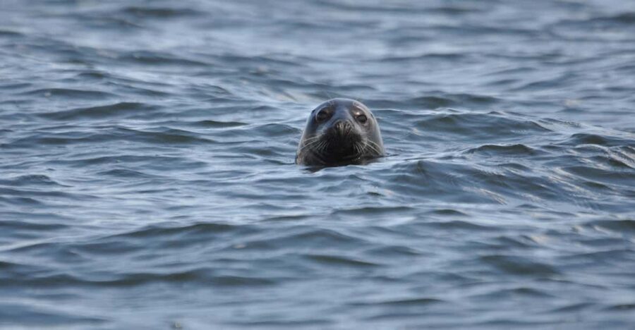 Baabe on Rügen: Seal-Spotting Cruise in the Baltic - Cruising through southeast Rügen: the best kind of “watching time”