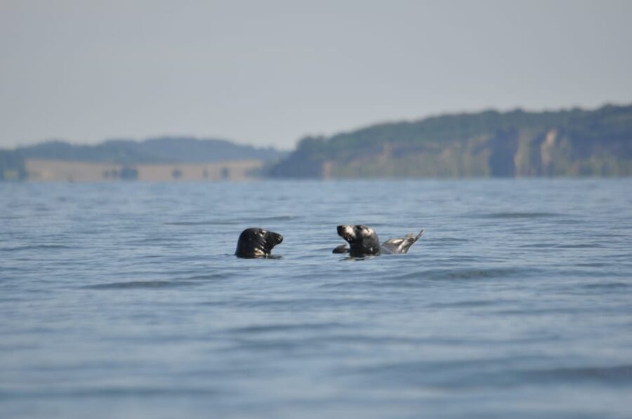 Baabe on Rügen: Seal-Spotting Cruise in the Baltic - Price and value: what $31 covers and why it is reasonable