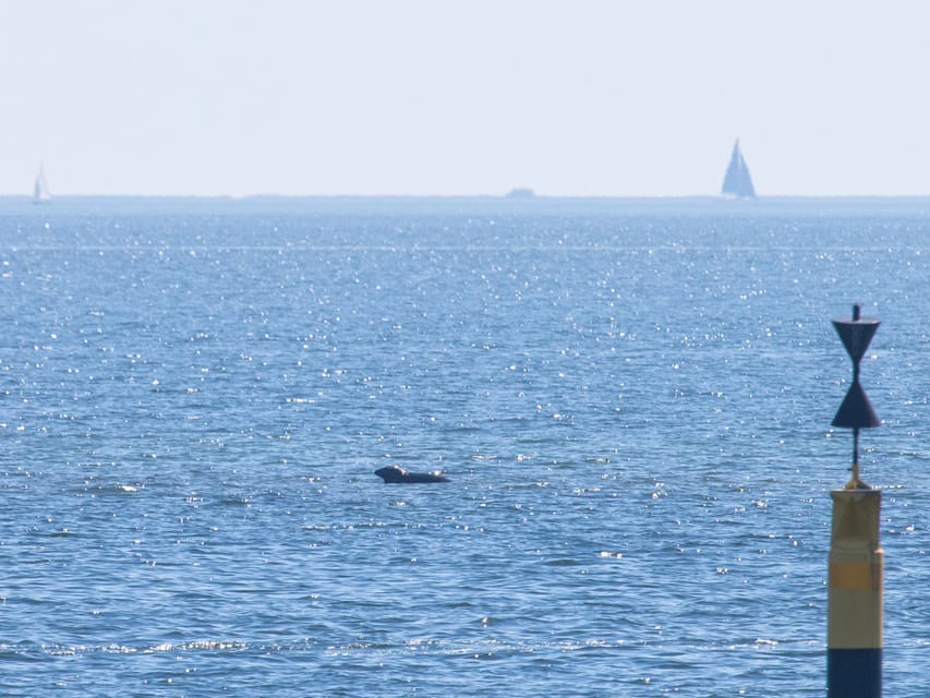 Baabe on Rügen: Seal-Spotting Cruise in the Baltic - Who this cruise is best for