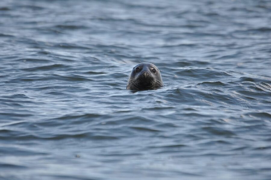 Baabe on Rügen: Seal-Spotting Cruise in the Baltic - Setting off from Baabe: the simple start and what happens first