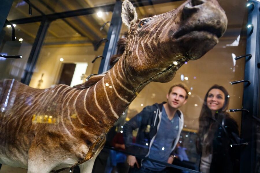 Berlin: Natural History Museum Entrance Ticket - Audio guide and languages: getting the experience you paid for