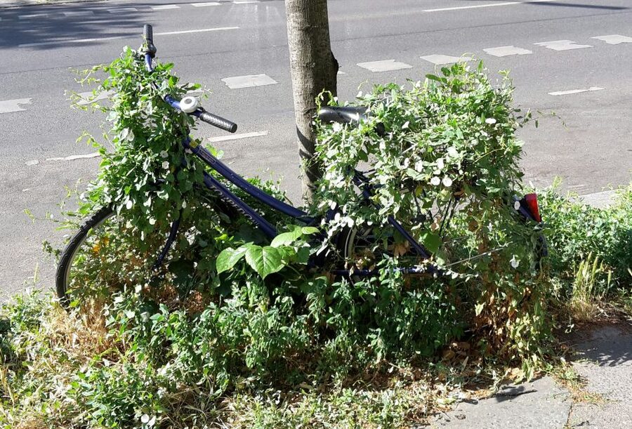 Berlin: Street Art and Alternative Tour - How the Guide Makes It Click in French or Italian