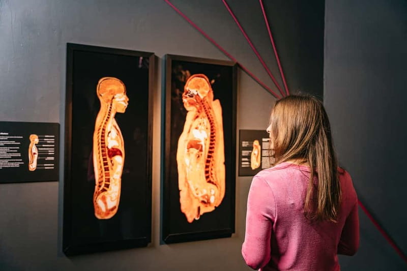 Berlin: Tickets for the BODY WORLDS Museum in Berlin - Skeleton and Muscles: How Your Body Moves and Holds Together