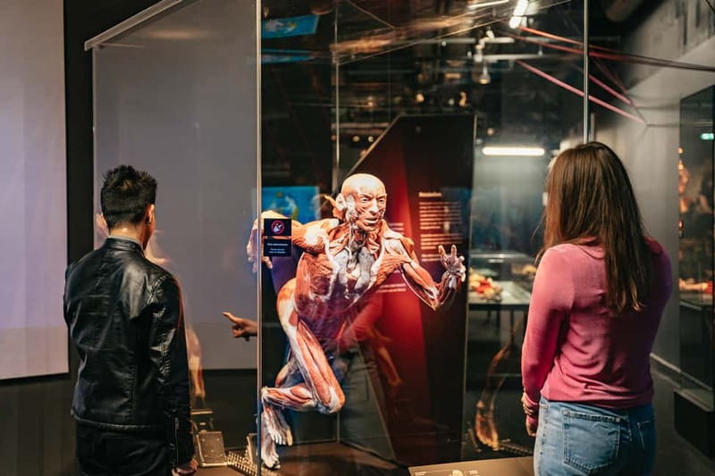 Berlin: Tickets for the BODY WORLDS Museum in Berlin - Digestive System, Cardiovascular System, and Respiratory Organs