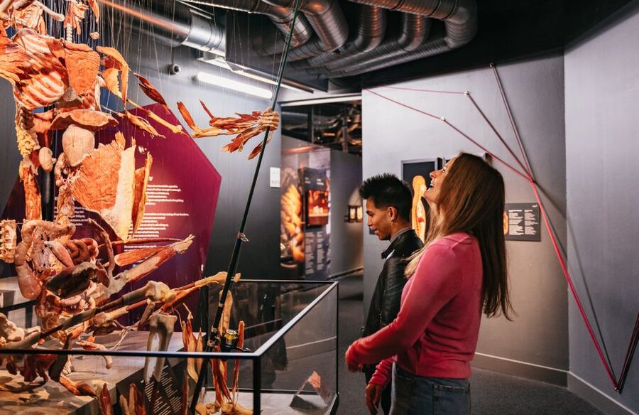 Berlin: Tickets for the BODY WORLDS Museum in Berlin - Embryo Development in the Womb and the Nervous System