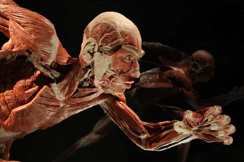 Berlin: Tickets for the BODY WORLDS Museum in Berlin - Beyond Organs: Happiness, Stress, and Long, Healthy Life
