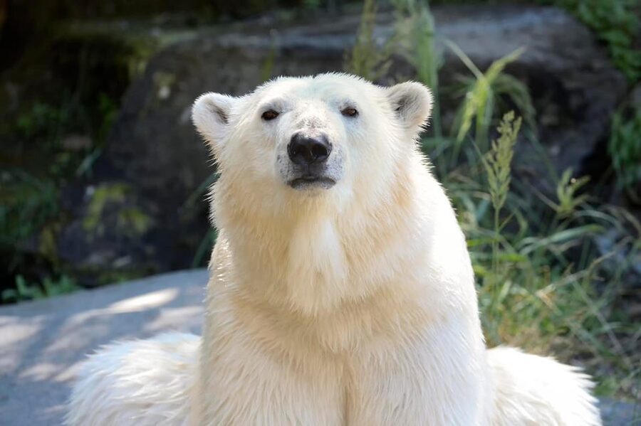 Berlin: Tickets for the Tierpark in East Berlin - Vari Forest and the walk-through jungle moments