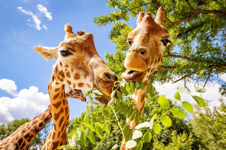 Berlin: Tickets for the Tierpark in East Berlin - Price and timing that actually help you plan a full day