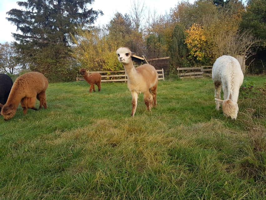 Braunschweig: Alpaca Trekking Tour - Key highlights at a glance