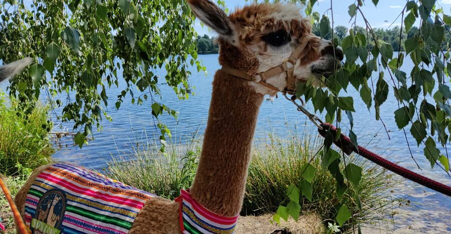 Braunschweig: Alpaca Trekking Tour - Who this alpaca trek is perfect for