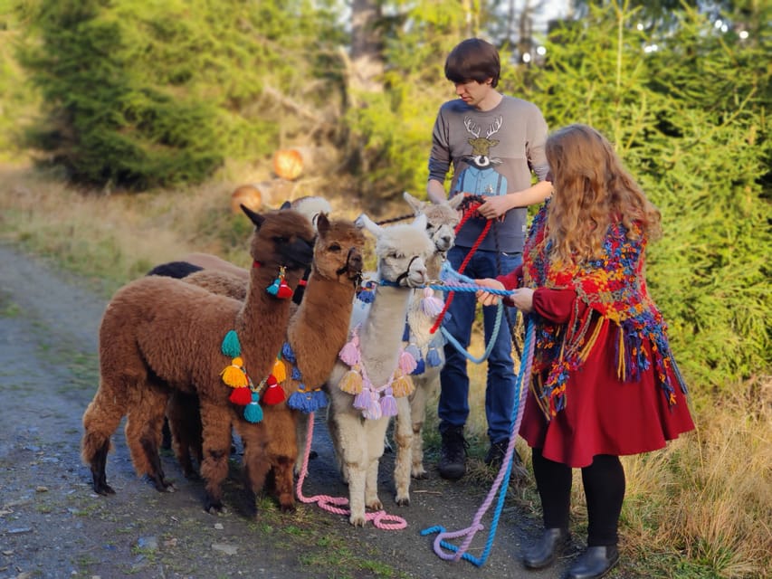 Braunschweig: Alpaca Trekking Tour - The hike part: 75 minutes of walking, guidance, and photos