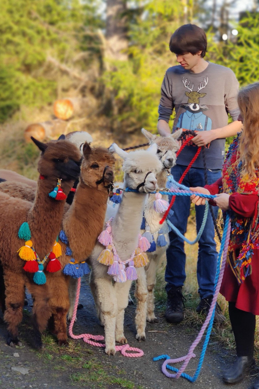 Braunschweig: Alpaca Trekking Tour - Cuddle time at the facilities: finishing strong