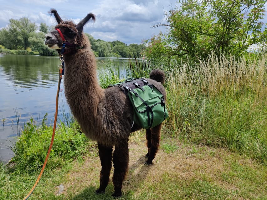 Braunschweig: Alpaca Trekking Tour - Price and value: why $69 can actually make sense here