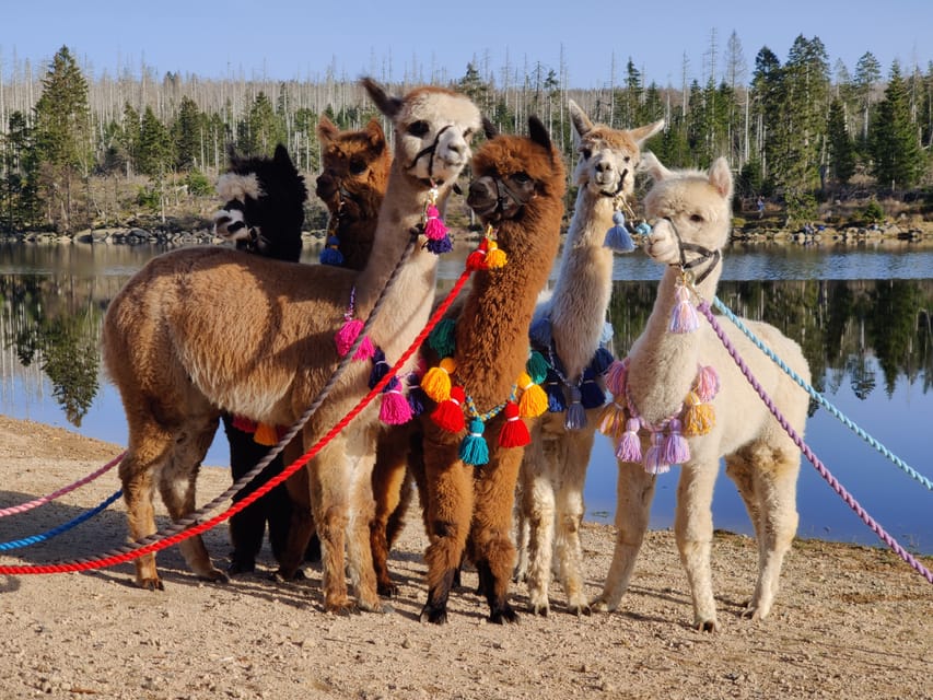 Braunschweig: Alpaca Trekking Tour - What to bring, and what to wear for comfort