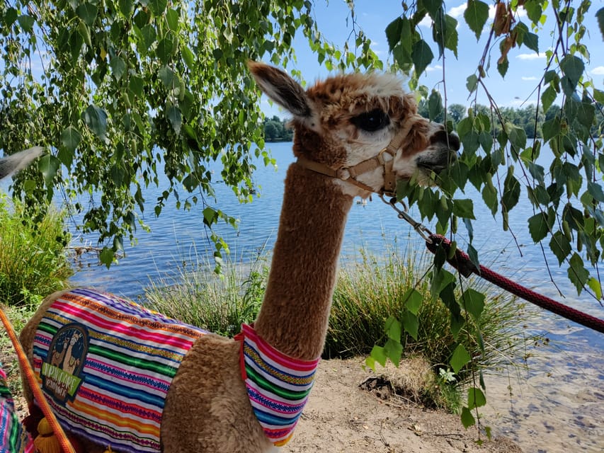 Braunschweig: Alpaca Trekking Tour - Your first 5 minutes: a safety briefing that pays off