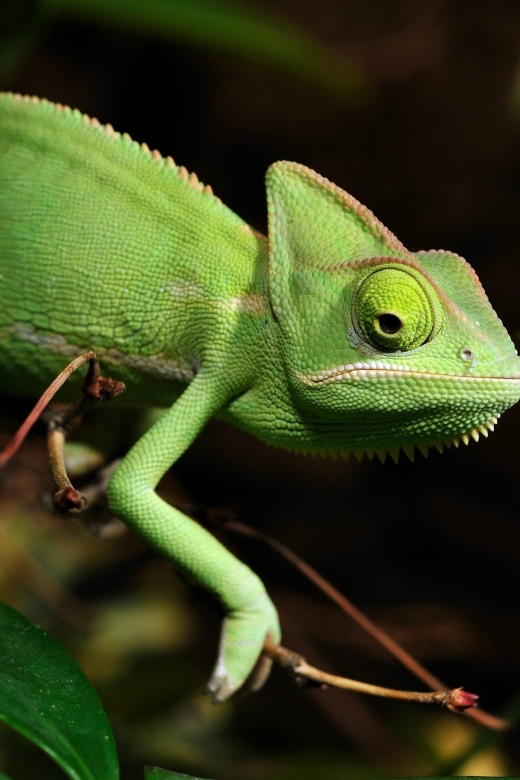 Cologne: Cologne Zoo and Aquarium Entry Ticket - Key highlights worth centering your day on