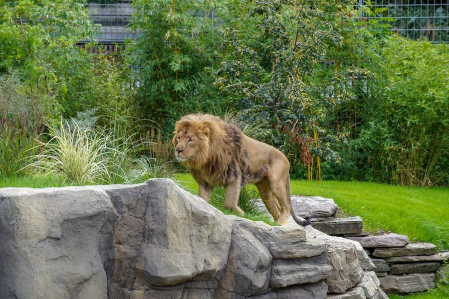 Cologne: Cologne Zoo and Aquarium Entry Ticket - Amur tigers, small-animal exhibits, and watching more than just the biggest species