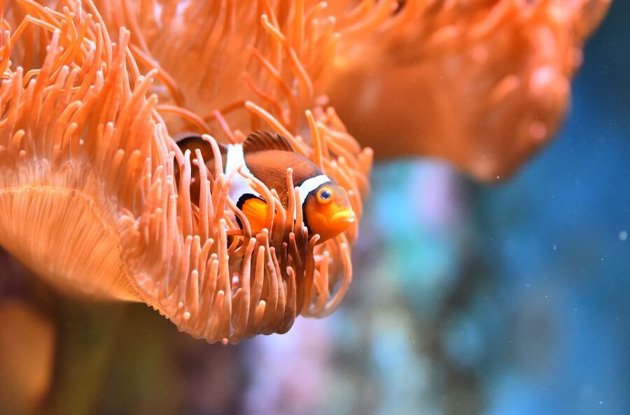 Cologne: Cologne Zoo and Aquarium Entry Ticket - Dinosaur sculptures and big photo moments: why the robots work