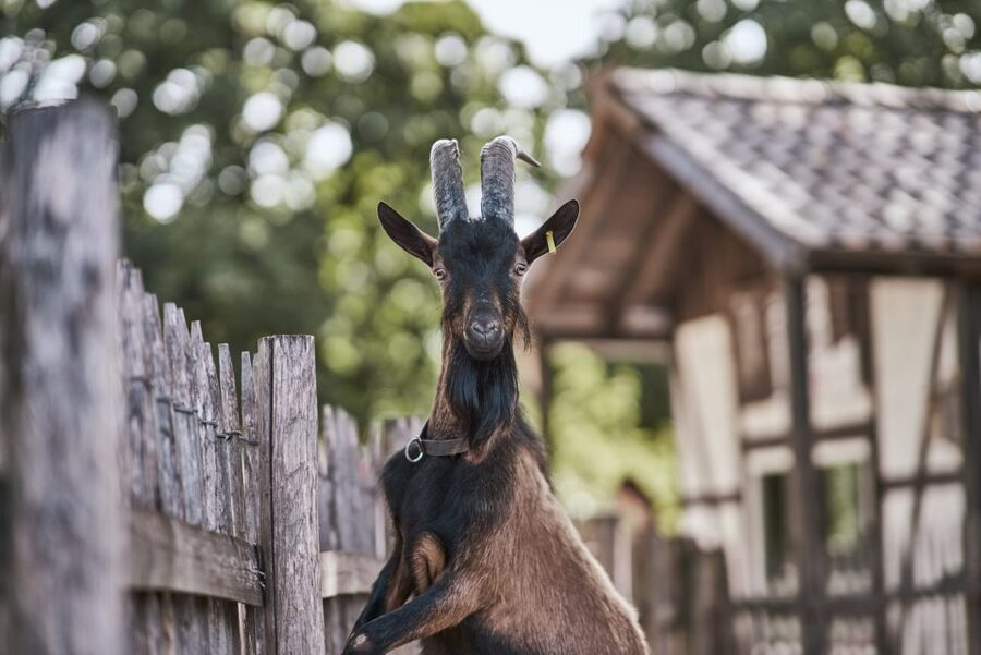 Cologne: Cologne Zoo and Aquarium Entry Ticket - Clemenshof petting zoo: farmyard fun with clear rules