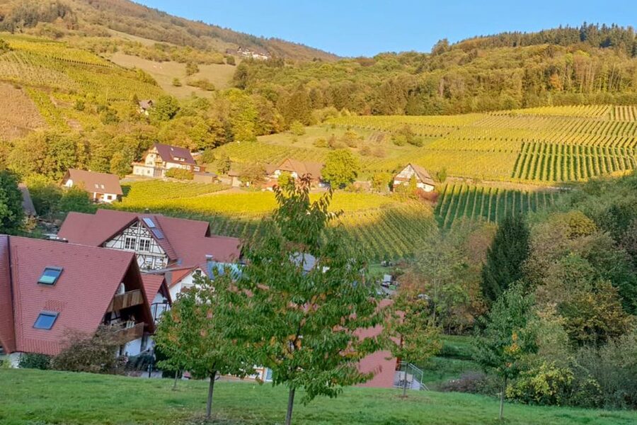Frankfurt: Baden-Baden, Black Forest, Strasbourg Guided Tour - Price and value: is $347 fair for this cross-border route?