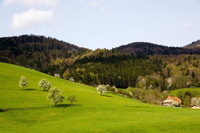 from Frankfurt - romantic Black Forest & brewery, private tour - Key moments you will remember