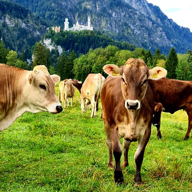 From Füssen: Neuschwanstein & Linderhof Castles Private Tour - Who this Füssen castles tour fits best