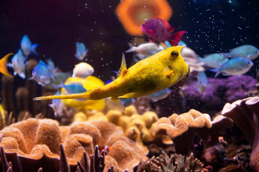 Hanover: SEA LIFE Entry Ticket - SEA LIFE Hannover in one glance: what your $19 day really buys