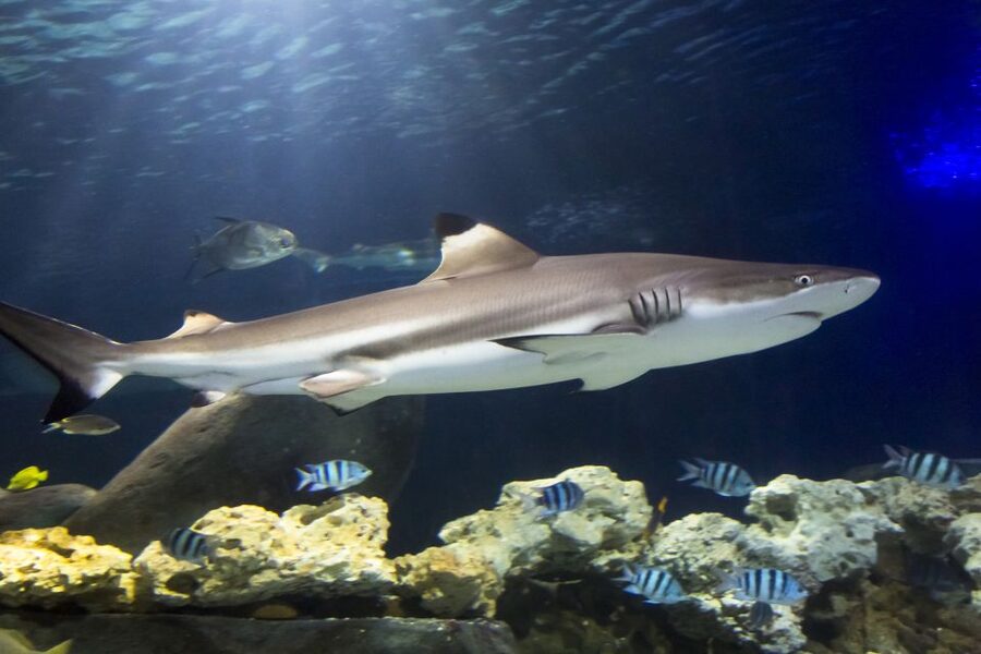 Hanover: SEA LIFE Entry Ticket - The big storyline: from the Leine River into tropical seas