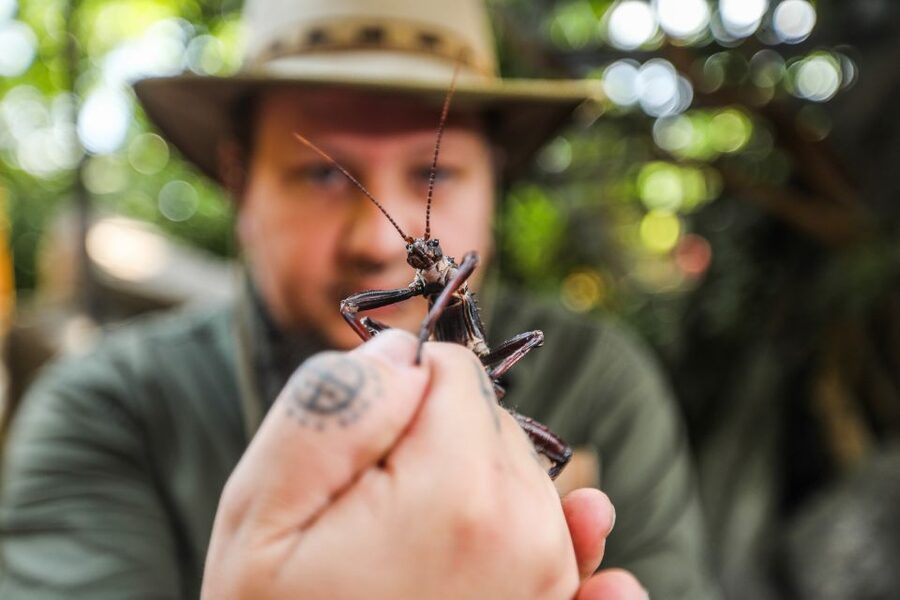Hanover: SEA LIFE Entry Ticket - Rainforest green house: the Cuban crocodile and the ranger moment
