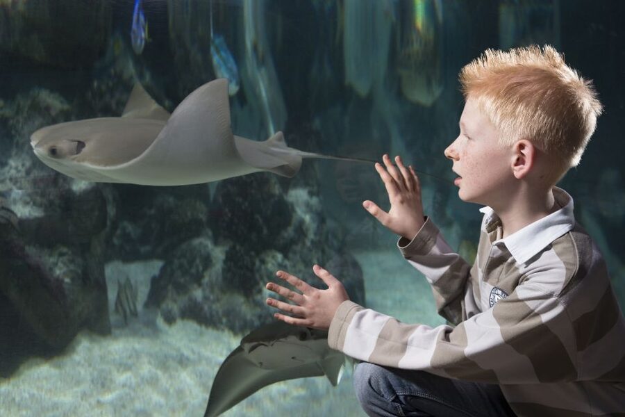 Hanover: SEA LIFE Entry Ticket - Sharks in a glass tunnel: the signature view