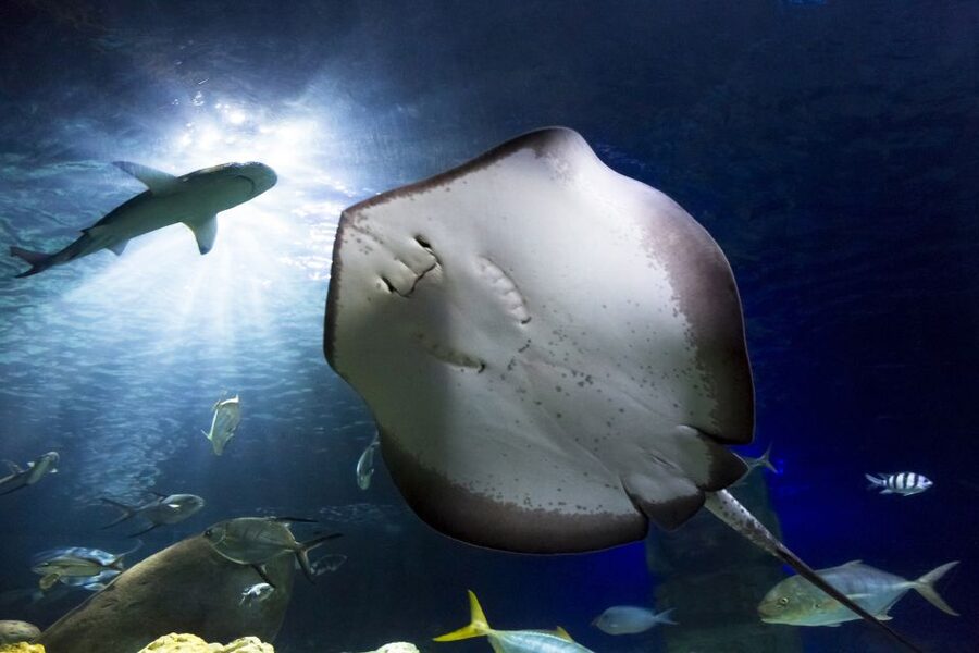 Hanover: SEA LIFE Entry Ticket - Daily feedings: where you learn what you’re seeing