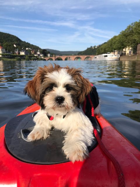 Heidelberg: 2-Hour Kayak Tour - What “2 hours” feels like in real time