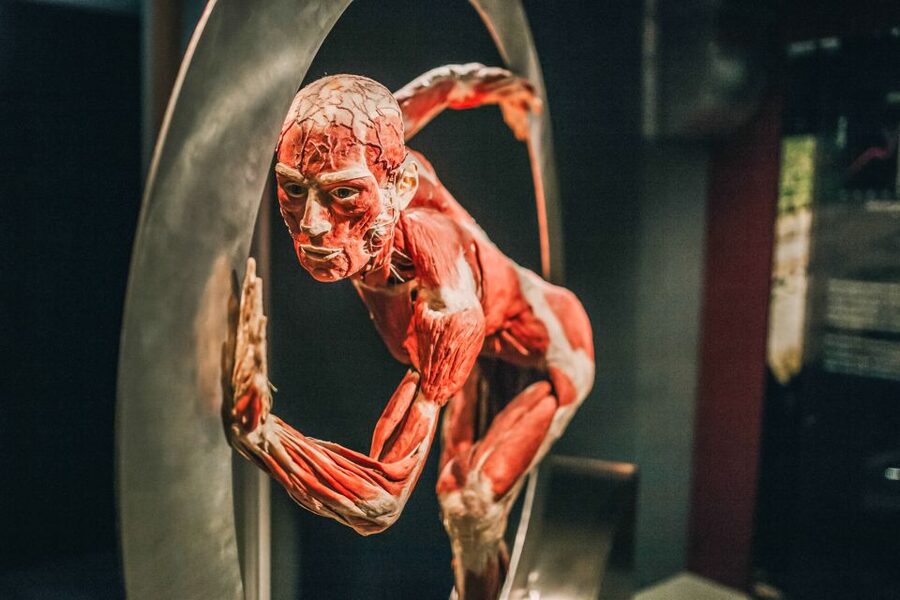 Heidelberg: BODY WORLDS Museum Entry Ticket - Anatomy of Happiness: The Interactive Part That Changes the Pace