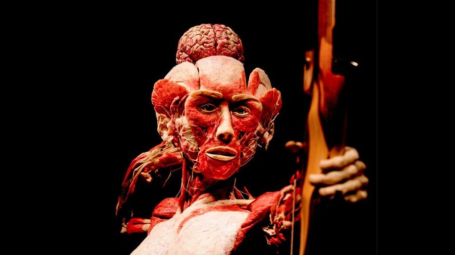 Heidelberg: BODY WORLDS Museum Entry Ticket - The Self-Guided Flow and How QR Audio Works