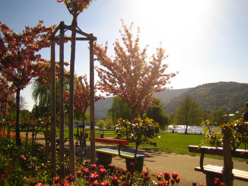Heidelberg: Guided Bike Tour - Old Town plus Weststadt: seeing both the postcard and the daily vibe