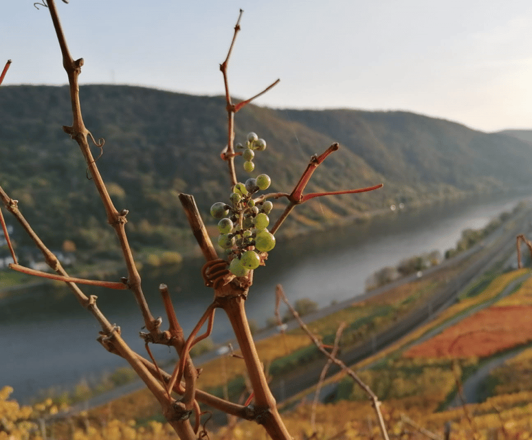 Koblenz: The Living Vineyard, Nature & Wine Enjoyment - A 3-Hour Moselle Wine Walk That Feels Like a Nature Trip Plus Tastings