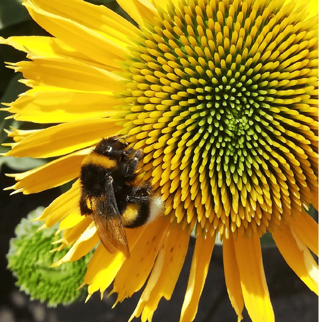 Koblenz: The Living Vineyard, Nature & Wine Enjoyment - Habitat Safari in the Wine Country: Flora and Fauna at Vineyard Speed