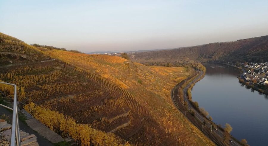 Koblenz: The Living Vineyard, Nature & Wine Enjoyment - Tasting Stops: One Secco and Three Wines, Served With Context