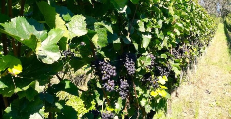 Koblenz: The Living Vineyard, Nature & Wine Enjoyment - Views Toward Koblenz at the End of the Walk