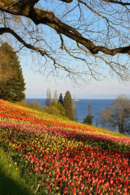 Konstanz: Mainau Island Entry Ticket - Mainau Island, Lake Constance, and why the ticket is the smart move