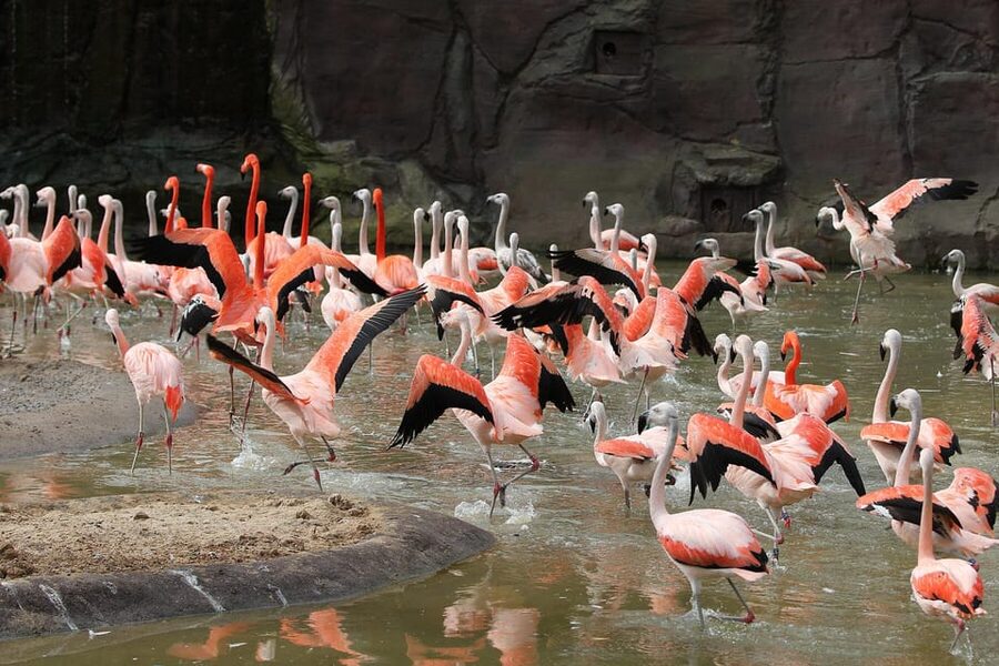 Leipzig Zoo: Entry Ticket - Pongoland: the great ape facility with four species under one roof