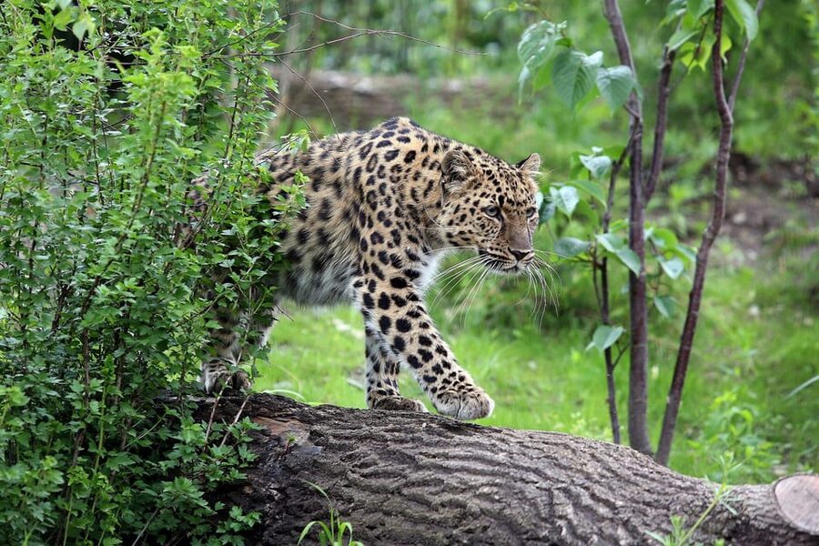 Leipzig Zoo: Entry Ticket - Planning your route so you do not miss the best bits
