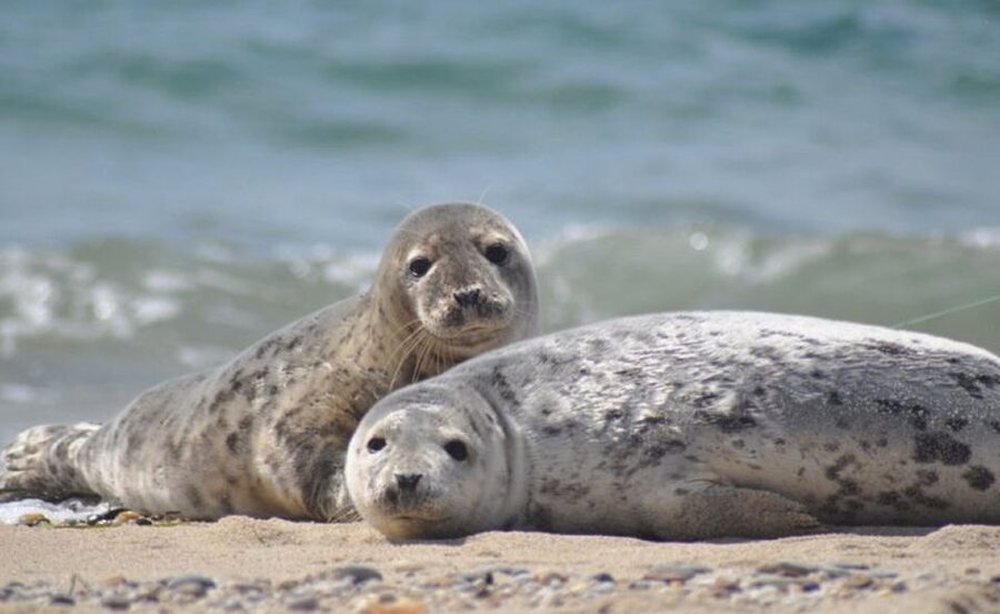 List/Sylt: Guided Seal-Watching Cruise on a Rustic Boat - Key Points That Make This Seal Cruise Worth Your Time