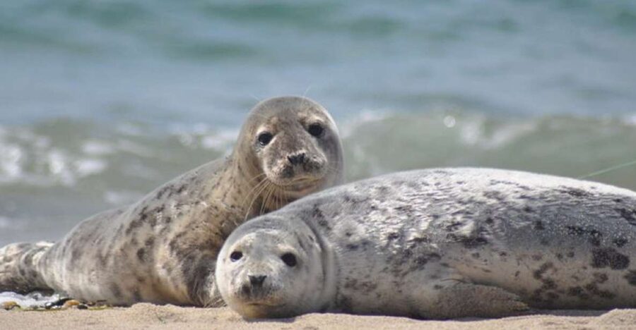 List/Sylt: Guided Seal-Watching Cruise on a Rustic Boat - Getting To Lister Hafen Harbor And The Right Boat