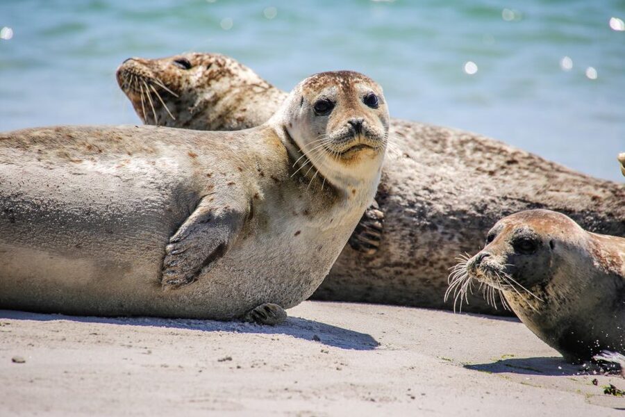 List/Sylt: Guided Seal-Watching Cruise on a Rustic Boat - Food And Drinks: What You Should Plan For