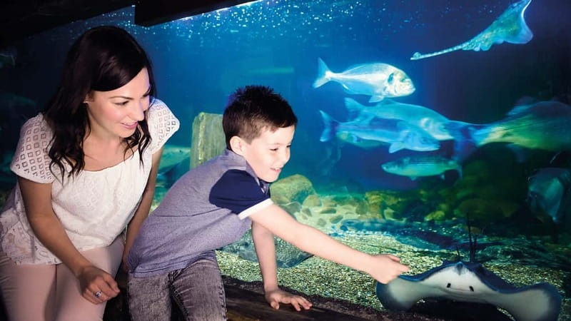 Munich: Day Ticket to Sea Life - Should you book SEA LIFE Munich day ticket?